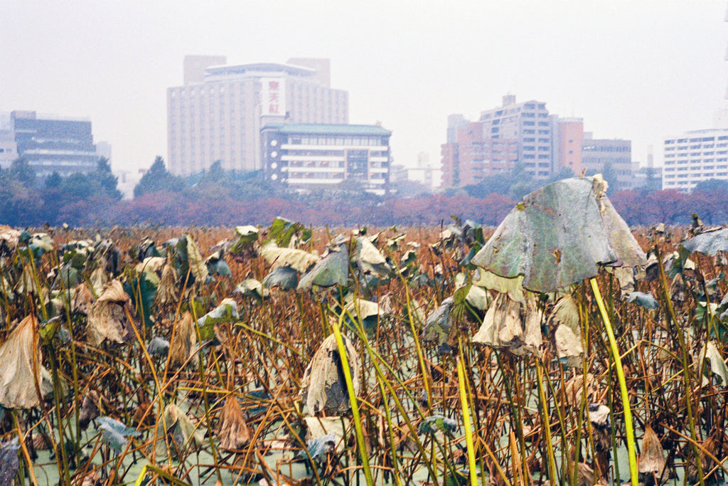 A photograph of a field of Kanjuji plants in Tokyo in winter. There are tall buildings in the background.  Tokyo Japan. Artwork Prints, wall art, Japan, Osaka, Photographic prints,, Framed artwork,  Posters  Photography Photography for sale, Film photography, Vintage photo style,  Interior design, Film photography, Pictures framed, artwork, travel photography, 35mm film, urban photography, street photography for sale,