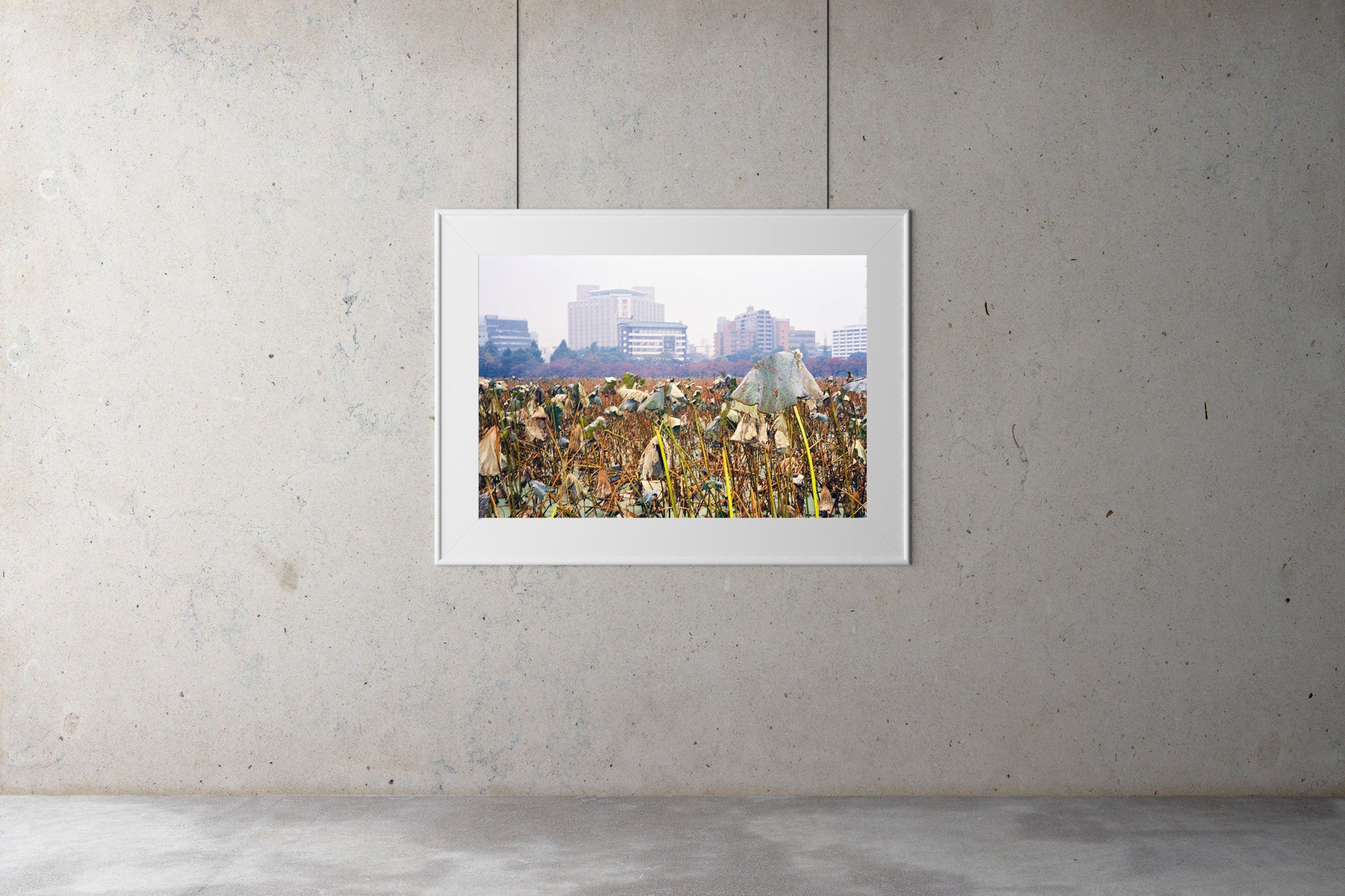 A photograph of a field of Kanjuji plants in Tokyo in winter. There are tall buildings in the background.  Tokyo Japan. Artwork Prints, wall art, Japan, Osaka, Photographic prints,, Framed artwork,  Posters  Photography Photography for sale, Film photography, Vintage photo style,  Interior design, Film photography, Pictures framed, artwork, travel photography, 35mm film, urban photography, street photography for sale,