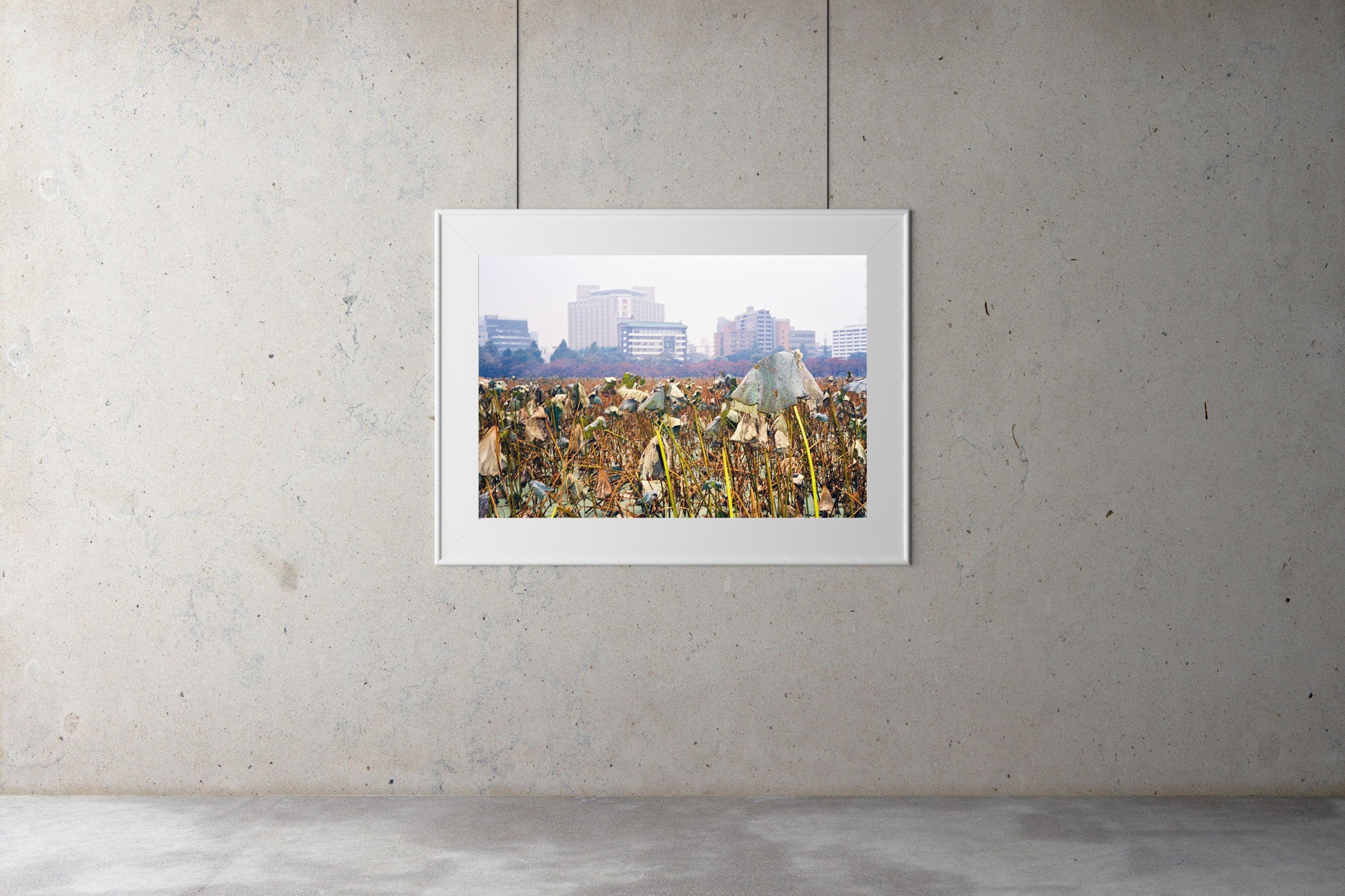 A photograph of a field of Kanjuji plants in Tokyo in winter. There are tall buildings in the background.  Tokyo Japan. Artwork Prints, wall art, Japan, Osaka, Photographic prints,, Framed artwork,  Posters  Photography Photography for sale, Film photography, Vintage photo style,  Interior design, Film photography, Pictures framed, artwork, travel photography, 35mm film, urban photography, street photography for sale,